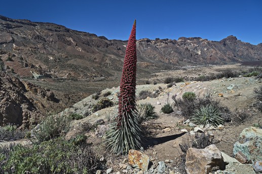14 maggio Teide